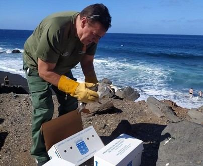 La Gomera rescata más de 400 pardelas en campaña de conservación