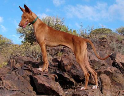 Apertura de campos de adiestramiento para perros en Fuerteventura