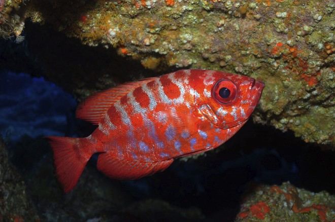 Lanzarote organiza su archivo fotográfico de fauna marina