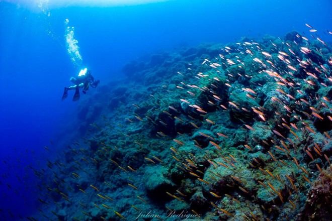 Confirman la recuperación de peces en el volcán Tajogaite tras 26 meses