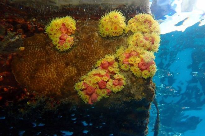 Investigación revela la amenaza del coral invasor frente al cambio climático