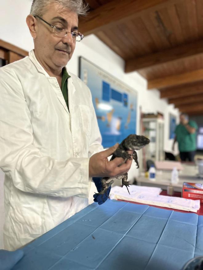Los Lagartos Gigantes de El Hierro se someten a un control sanitario