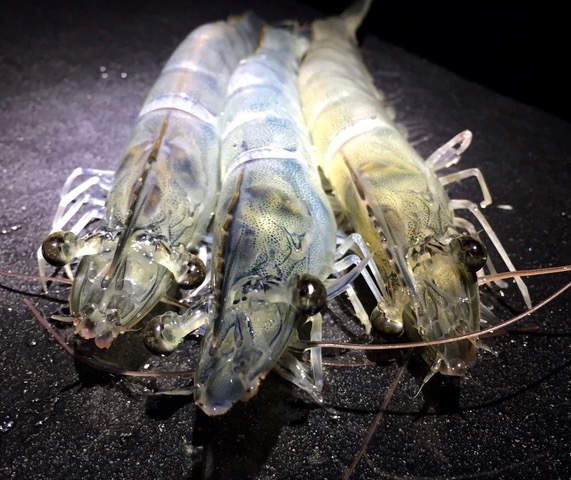 El exquisito langostino real, entre las estrellas de ‘Gran Canaria Me Gusta’