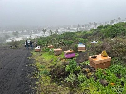 Lanzarote y La Palma unen fuerzas para proteger la abeja negra canaria