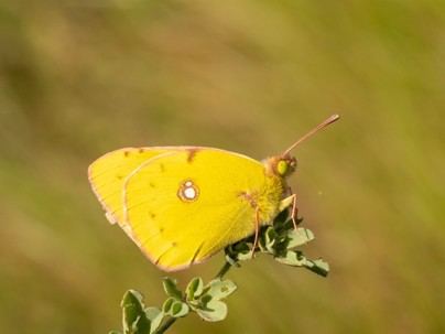 Mariposas de Timanfaya: indicadores clave de la salud ambiental del parque volcánico