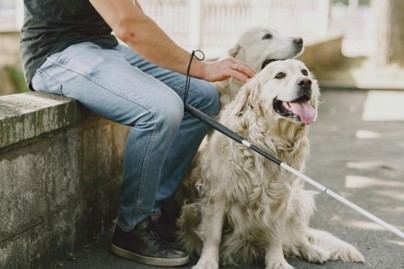 Perros de asistencia podrán acceder a espacios públicos en toda España