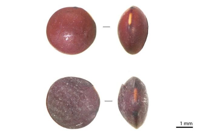 El cultivo de lentejas en Canarias tiene dos mil años de historia