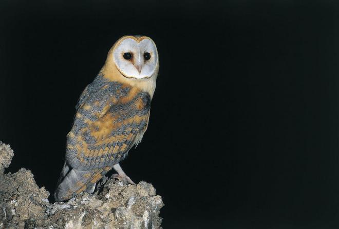 15.500 euros para actuaciones de conservación de la lechuza canaria oriental