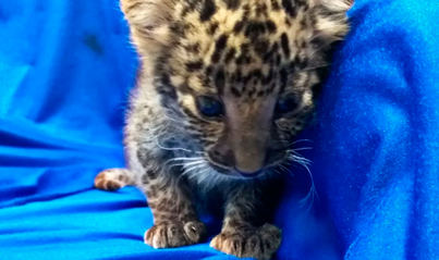 Volaba con una cría de leopardo en su maleta de mano