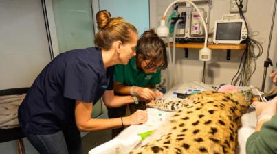 Cesárea de urgencia rescata a cría de serval en Oasis Wildlife