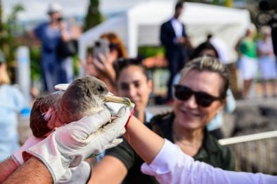 94% de las pardelas rescatadas regresan al mar