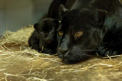 Nacimiento excepcional de una cría de jaguar en Loro Parque