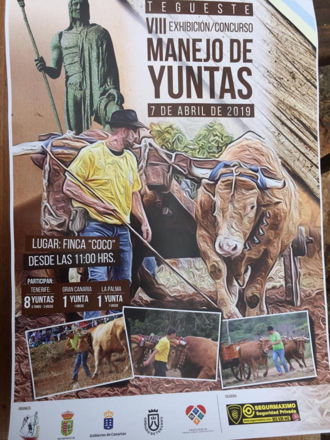 El ‘VIII Concurso de Manejo de Yuntas’ de Tegueste contará este año con participantes de Gran Canaria y La Palma