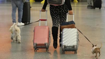 Viajar con mascotas en avión: las aerolíneas endurecen los requisitos tras la nueva normativa europea