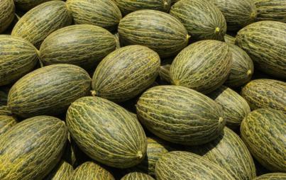 ATRATICAN alerta de la entrada ilegal de melón brasileño en Canarias