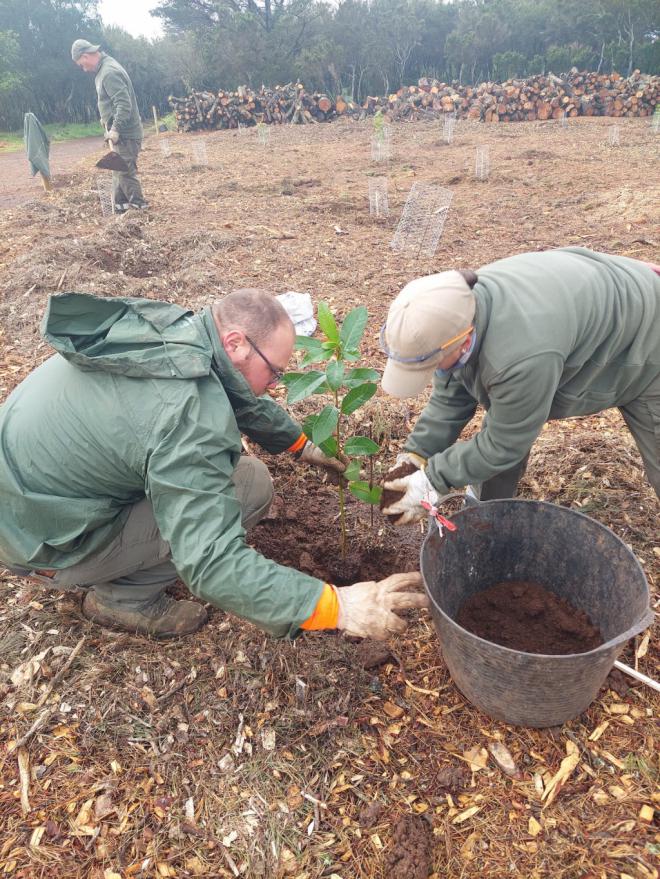 La Laguna recupera especies autóctonas en la Mesa Mota