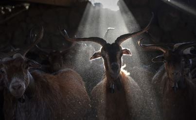 Las fotografías de Cabras Palmeras premiadas en OVIFOTO´21