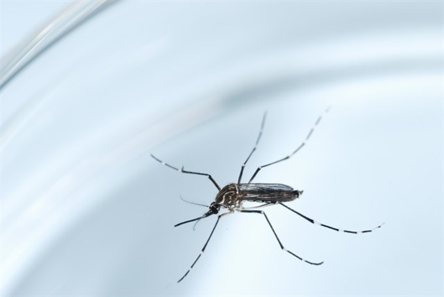 Anecpla cree que el mosquito Aedes aegypti entró en Canarias por medio de plantas en fase larvaria