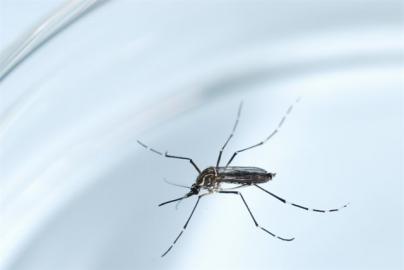 Anecpla cree que el mosquito Aedes aegypti entró en Canarias por medio de plantas en fase larvaria