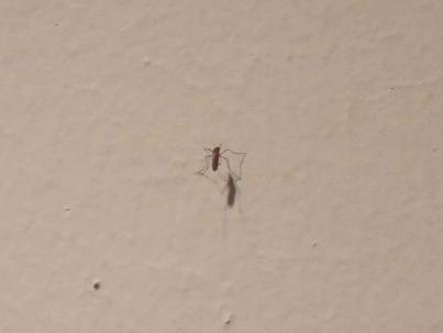 Los mosquitos invaden los calabozos del Palacio de Justicia de Santa Cruz de Tenerife
