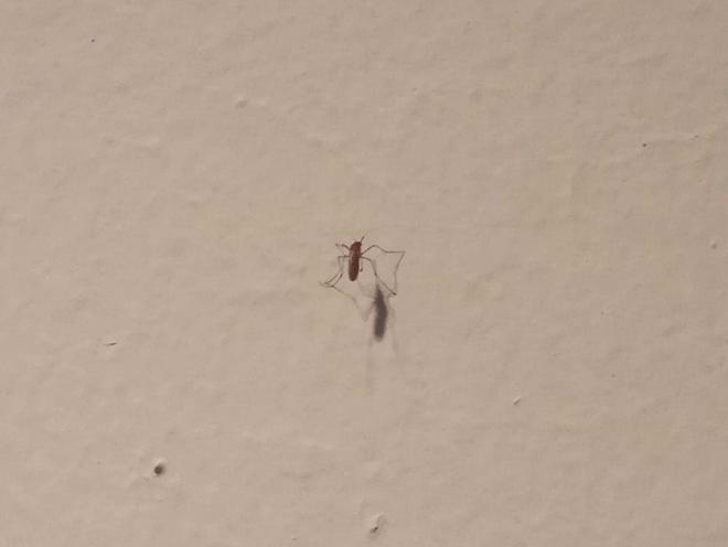 Los mosquitos invaden los calabozos del Palacio de Justicia de Santa Cruz de Tenerife