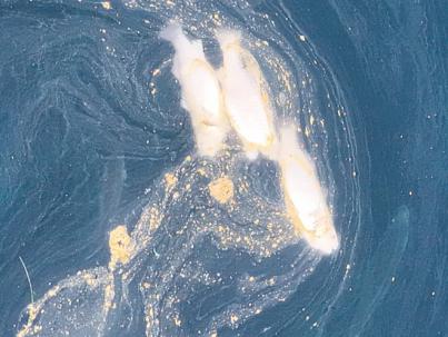 Telde denuncia nuevos peces muertos en jaulas marinas