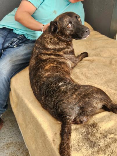 PACMA denuncia la precaria situación del refugio de animales de El Ravelo