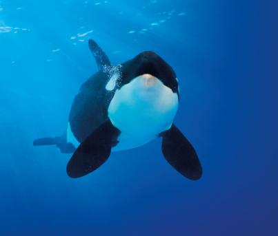 Científicos canarios describen en detalle la regulación del sistema hormonal de las orcas