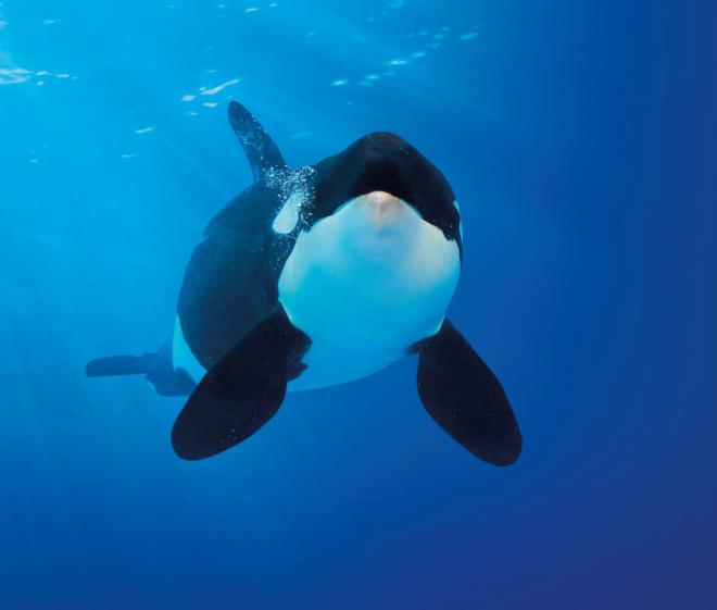 Científicos canarios describen en detalle la regulación del sistema hormonal de las orcas