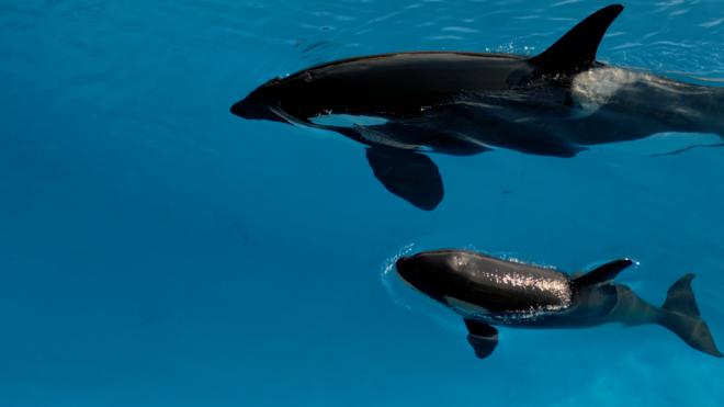 Teno, la cría de orca muestra independencia en Loro Parque