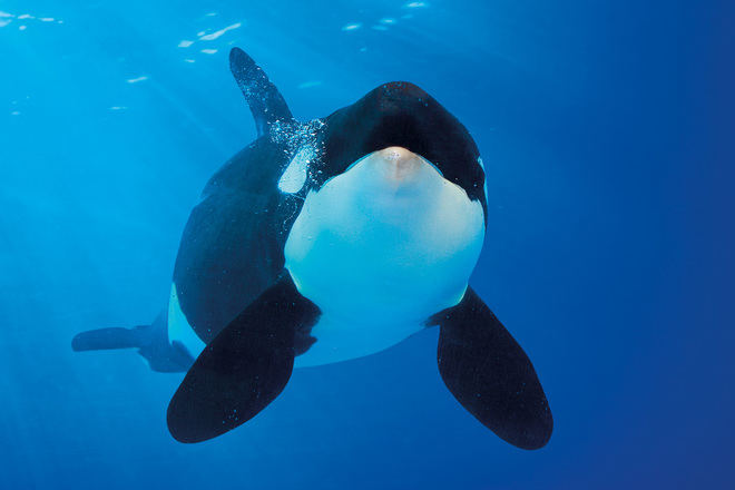 Innovadora herramienta descifra vocalizaciones de las orcas