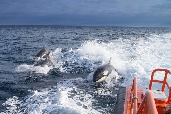 Una familia de orcas acompaña a un barco de Salvamento Marítimo