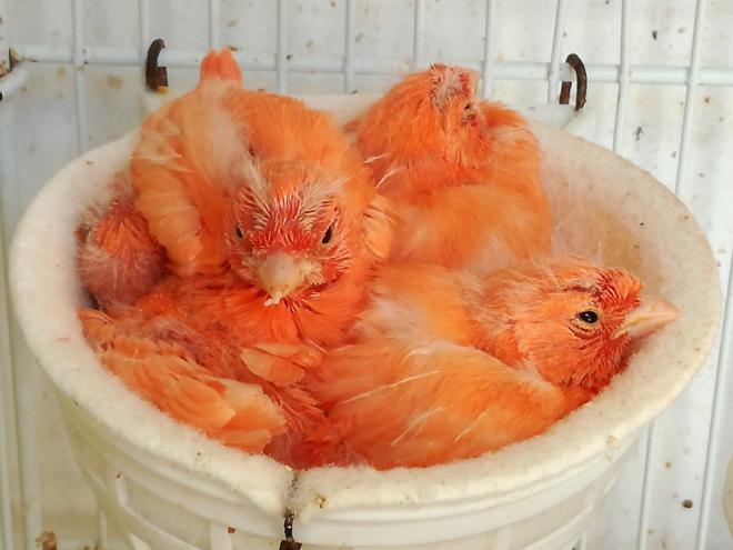 San Sebastián celebra el XVI Concurso Ornitológico Isla de La Gomera