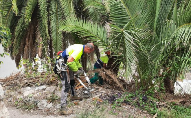 5 millones de euros para cuidar la palmera canaria