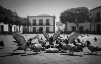 SBT sensibiliza para controlar las plagas de palomas urbanas
