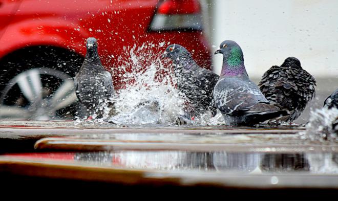 PACMA pide reunión con el Ayuntamiento para implementar el control no letal de palomas urbanas