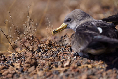 El Cabildo propone al sector hotelero colaboración para ayudar a las pardelas en su primer vuelo