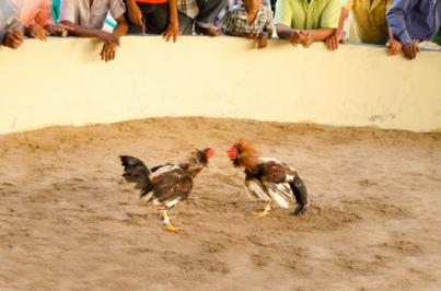 PACMA denuncia peleas de gallos ilegales en Canarias