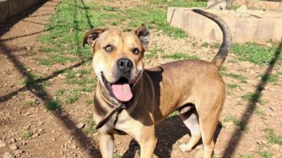 El calor extremo también pone en riesgo la vida de los perros este verano
