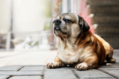 PACMA presenta alegaciones al nuevo reglamento de la Ley de Bienestar Animal