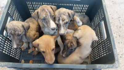 Más de 300.000 animales son abandonados cada año