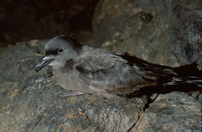 La ACBC reclama medidas para evitar los deslumbramientos de aves marinas