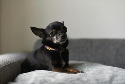 Investigadores proponen el uso de psicodélicos para mejorar el bienestar de los animales