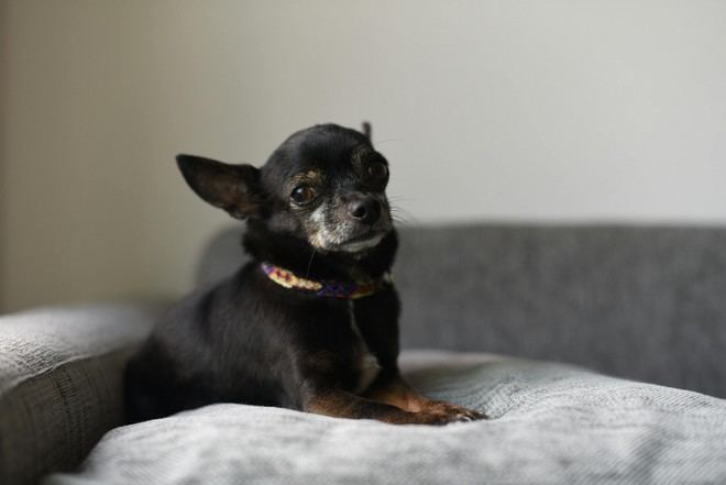 Investigadores proponen el uso de psicodélicos para mejorar el bienestar de los animales
