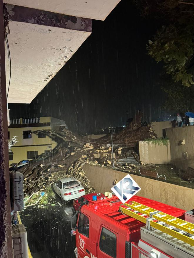 Cae un drago de más de 200 años en Los Realejos