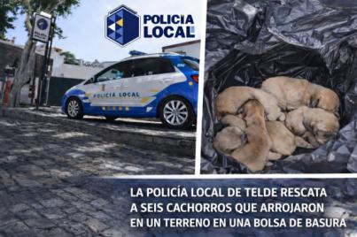 Identifican a una pareja que abandonó a seis cachorros tras lanzarlos desde un coche