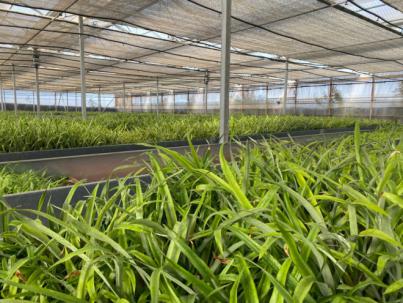Cabildo cede instalaciones para cultivo de piña tropical