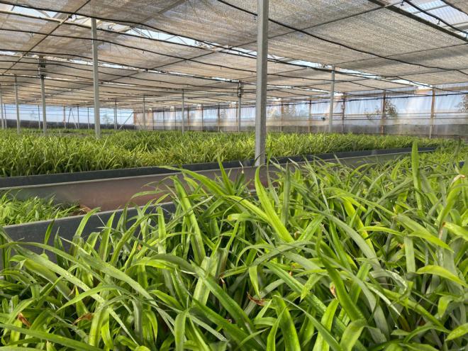 Cabildo cede instalaciones para cultivo de piña tropical