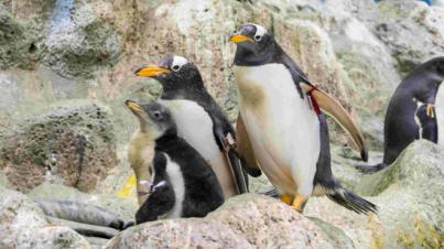 Fallece el pingüino papúa más longevo de Europa