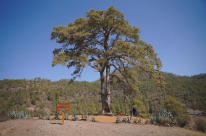 Plan específico para la conservación del Pino de Casandra